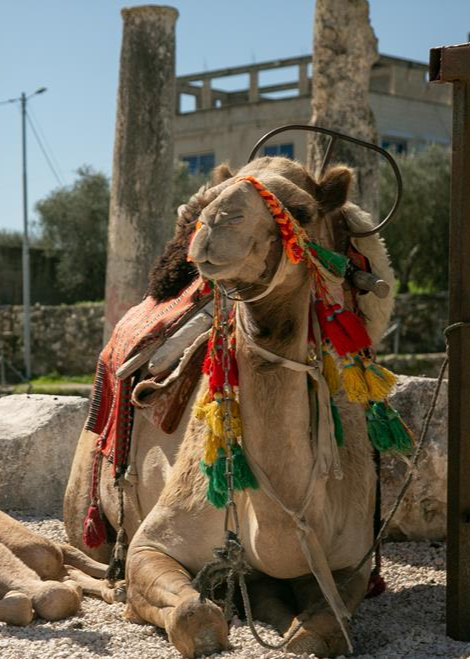 צילום: , ויקיפדיה