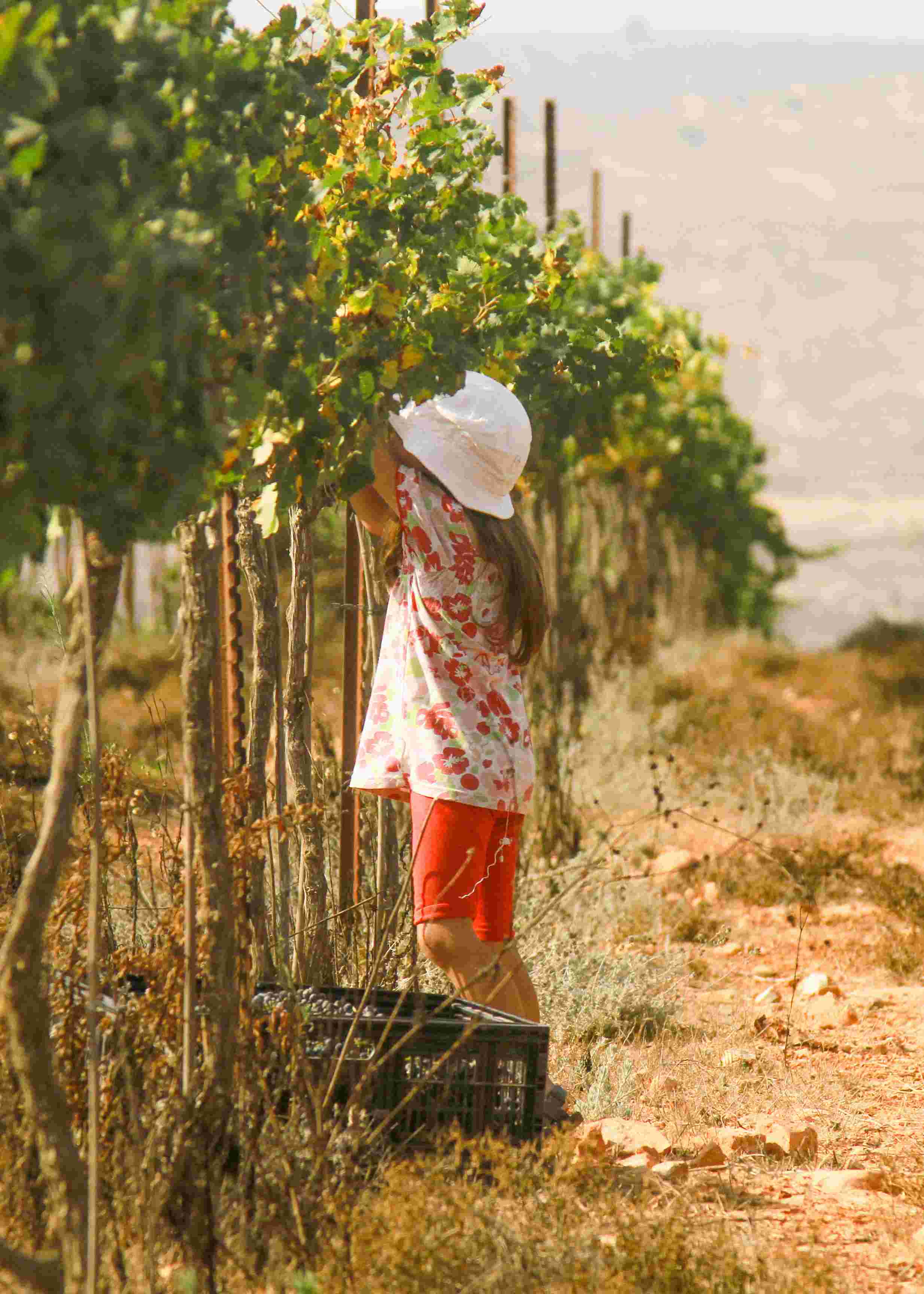  השתלמות למורי דרך: תרבות היין בשומרון | הזמנת כרטיסים
